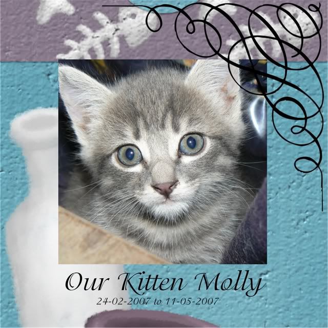 molly mitten kitten